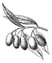 Olive fruit, vintage engraving