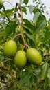 Green olive fruits on small tree Royalty Free Stock Photo