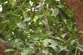 Olive fruits are growing nicely in a olive tree at Bangladesh