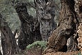 Olive Garden. Gethsemane, a place of Jesus` prayer and vigil. Holy Garden on the Olive Hill, a place of pilgrimage for Christians Royalty Free Stock Photo