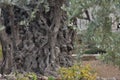 Olive Garden. Gethsemane, a place of Jesus` prayer and vigil. Holy Garden on the Olive Hill, a place of pilgrimage for Christians Royalty Free Stock Photo