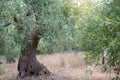 Olive garden with old trees. Mediterranean farm ready for harvest. Italian olive\'s grove Royalty Free Stock Photo