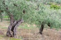 Olive garden with old trees. Mediterranean farm ready for harvest. Italian olive\'s grove Royalty Free Stock Photo