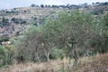 Olive garden with old trees. Mediterranean farm ready for harvest. Italian olive\'s grove Royalty Free Stock Photo