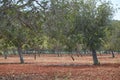 Olive Garden, prospect from olive trees, a look from under crowns, Spain, sunny weather