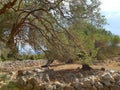 Olive Gardens of Lun, Pag, Croatia Royalty Free Stock Photo