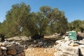 Olive Gardens of Lun with thousands years old olive trees, island of Pag. The oldest 2000 years old olive tree in Lun, island Pa Royalty Free Stock Photo