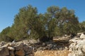 Olive Gardens of Lun with thousands years old olive trees, island of Pag. The oldest 2000 years old olive tree in Lun, island Pa Royalty Free Stock Photo