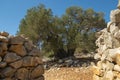 Olive Gardens of Lun with thousands years old olive trees, island of Pag. The oldest 2000 years old olive tree in Lun, island Pa Royalty Free Stock Photo