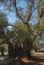 Olive Gardens of Lun with thousands years old olive trees, island of Pag. The oldest 2000 years old olive tree in Lun, island Pa Royalty Free Stock Photo