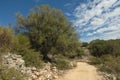 Olive Gardens of Lun with thousands years old olive trees, island of Pag Royalty Free Stock Photo