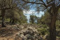 Olive Gardens of Lun with thousands years old olive trees, island of Pag Royalty Free Stock Photo