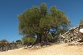Olive Gardens of Lun with thousands years old olive trees, island of Pag. One of the oldest 1600 years old olive tree in Lun, is Royalty Free Stock Photo
