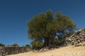 Olive Gardens of Lun with thousands years old olive trees, island of Pag. One of the oldest 1600 years old olive tree in Lun, is Royalty Free Stock Photo