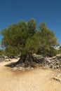 Olive Gardens of Lun with thousands years old olive trees, island of Pag. One of the oldest 1600 years old olive tree in Lun, is Royalty Free Stock Photo