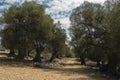 Olive Gardens of Lun with thousands years old olive trees, island of Pag Royalty Free Stock Photo