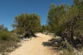 Olive Gardens of Lun with thousands years old olive trees, island of Pag Royalty Free Stock Photo