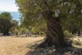 Olive Gardens of Lun with thousands years old olive trees, island of Pag Royalty Free Stock Photo