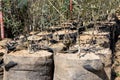 Olive grafted plants in growbags at plant nursery