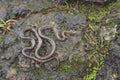 Olive green forest snake, Rhabdops aquaticus endemic to western ghats, Satara, Maharashtra