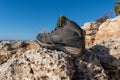 Olive green hiking boots on a natural background of sea and rocks Royalty Free Stock Photo