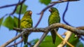 Olive green parakeets Royalty Free Stock Photo