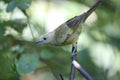 Olive-green tanager, Folha Seca, Brazil