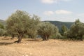 Olive grove Royalty Free Stock Photo