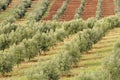 Olive grove Royalty Free Stock Photo