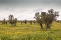 Olive grove