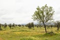 Olive grove