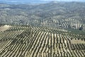 Olive grove Royalty Free Stock Photo