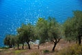 Olive grove Royalty Free Stock Photo