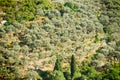 Olive grove Royalty Free Stock Photo