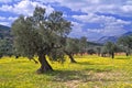 Olive grove Royalty Free Stock Photo