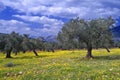 Olive grove Royalty Free Stock Photo