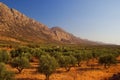 Olive grove Royalty Free Stock Photo