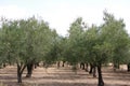 Olive grove