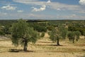 Olive grove Royalty Free Stock Photo