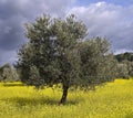 Olive grove