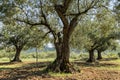 Olive grove with ancient olive trees Royalty Free Stock Photo