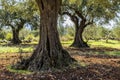 Olive grove with ancient olive trees Royalty Free Stock Photo