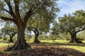 Olive grove with ancient olive trees Royalty Free Stock Photo