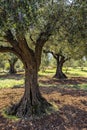 Olive grove with ancient olive trees Royalty Free Stock Photo