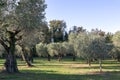 Olive grove in autumn in Italy Royalty Free Stock Photo