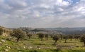 Olive grove on the background of the ancient city