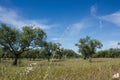 Olive grove in Castelo Branco district, Portugal