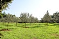 Olive grove. Concept of olives, tradition. Olive growing. View of an olive grove before harvesting olives.