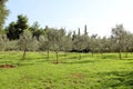 Olive grove. Concept of olives, tradition. Olive growing. View of an olive grove before harvesting olives.