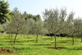 Olive grove. Concept of olives, tradition. Olive growing. View of an olive grove before harvesting olives.